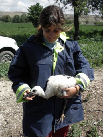 Equipo de rescate de fauna salvaje